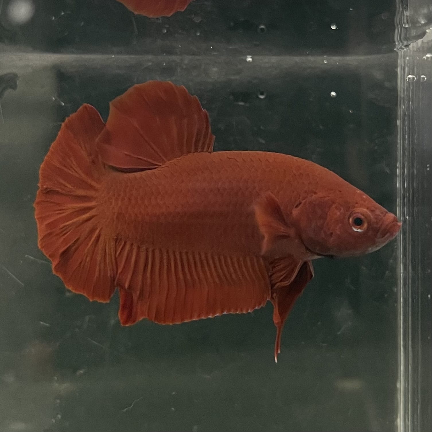 the-fish-farm Premium Male Betta Fancy Plakat Betta Male - One Only - 16 Buy this Premium Male Plakat Betta - One Only The Fish Farm Australia 