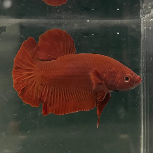the-fish-farm Premium Male Betta Fancy Plakat Betta Male - One Only - 16 Buy this Premium Male Plakat Betta - One Only The Fish Farm Australia 