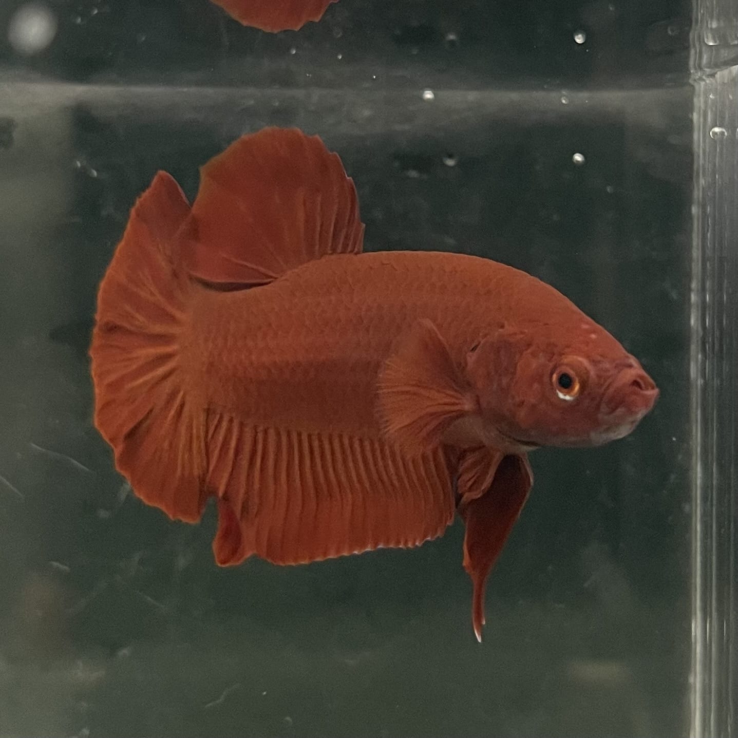 the-fish-farm Premium Male Betta Fancy Plakat Betta Male - One Only - 16 Buy this Premium Male Plakat Betta - One Only The Fish Farm Australia 