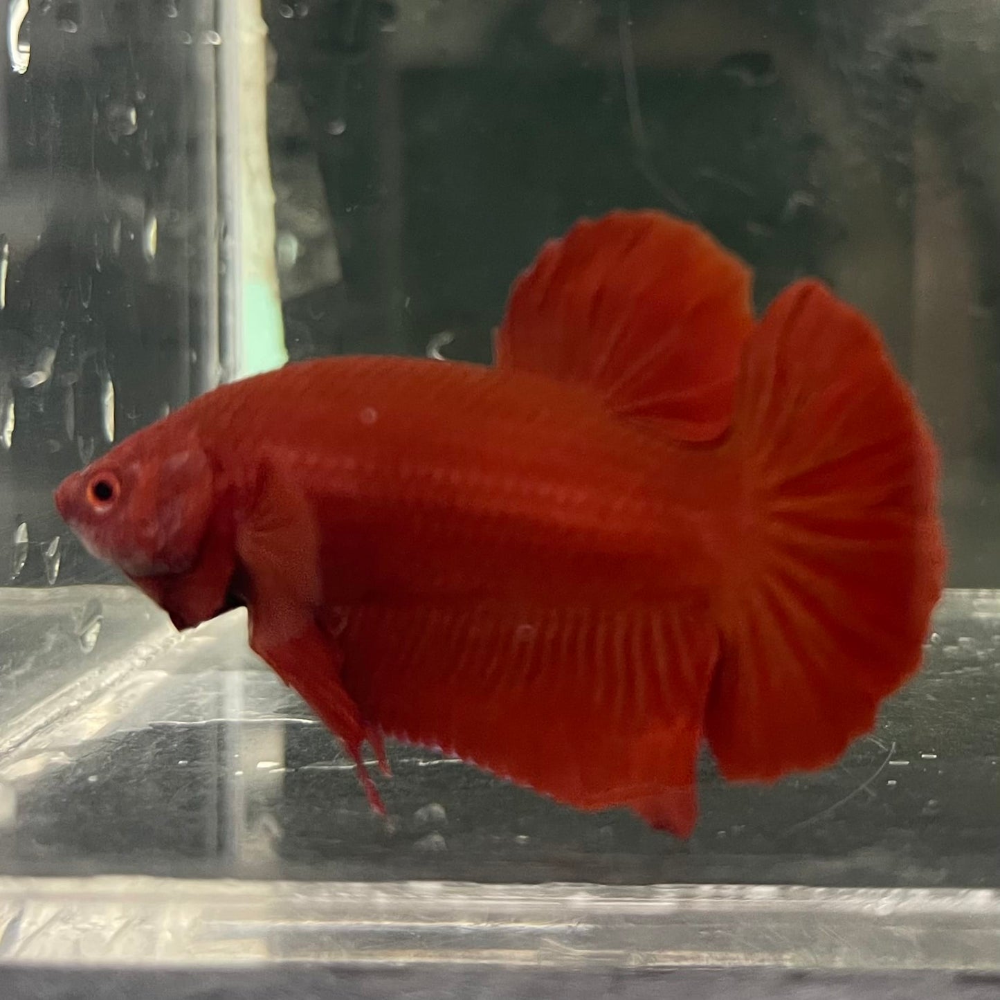 the-fish-farm Premium Male Betta Fancy Plakat Betta Male - One Only - 16 Buy this Premium Male Plakat Betta - One Only The Fish Farm Australia 