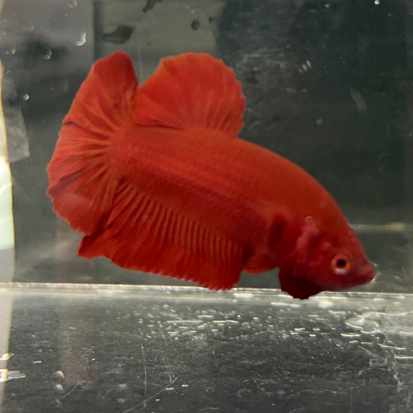 the-fish-farm Premium Male Betta Fancy Plakat Betta Male - One Only - 16 Buy this Premium Male Plakat Betta - One Only The Fish Farm Australia 