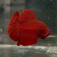 the-fish-farm Premium Male Betta Fancy Plakat Betta Male - One Only - 16 Buy this Premium Male Plakat Betta - One Only The Fish Farm Australia 