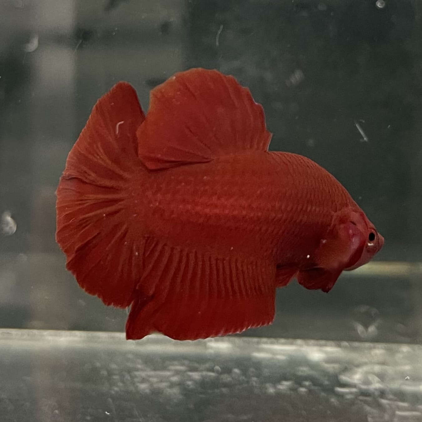 the-fish-farm Premium Male Betta Fancy Plakat Betta Male - One Only - 16 Buy this Premium Male Plakat Betta - One Only The Fish Farm Australia 