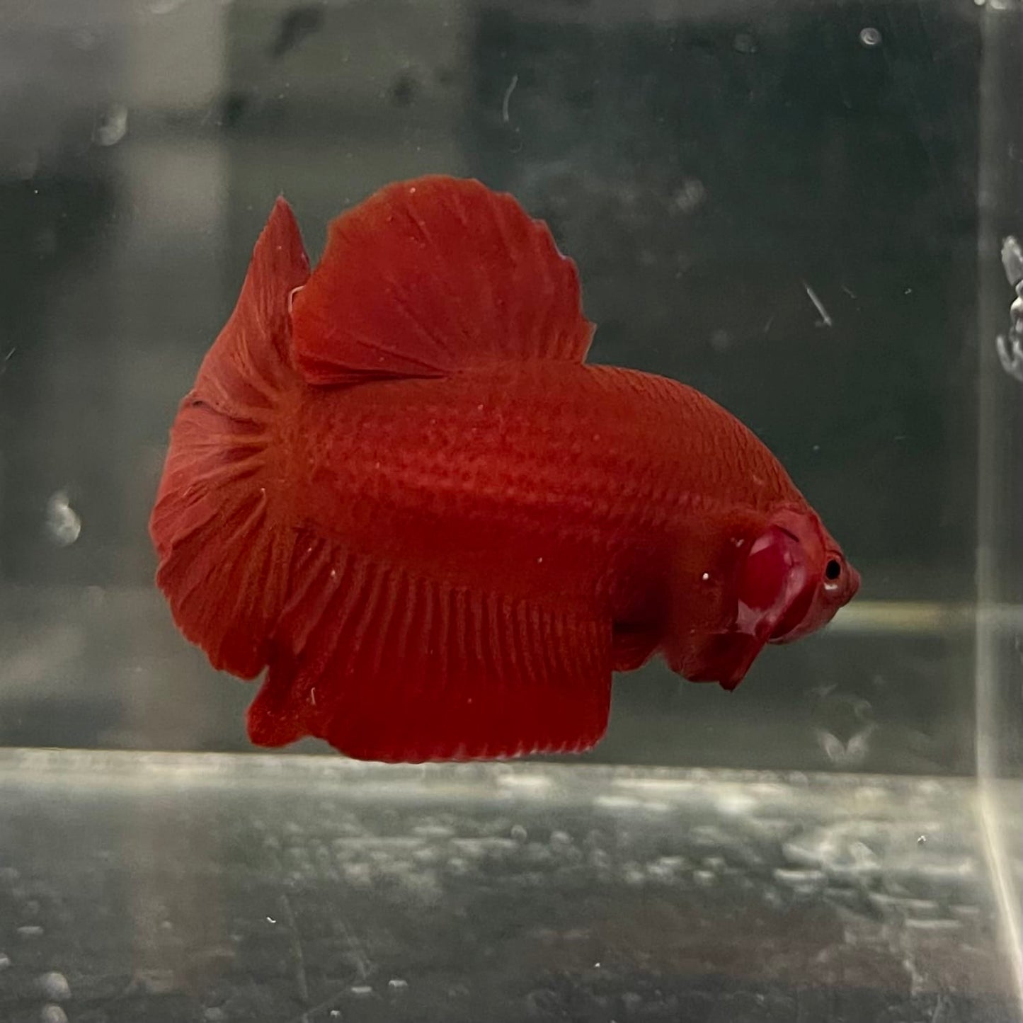 the-fish-farm Premium Male Betta Fancy Plakat Betta Male - One Only - 16 Buy this Premium Male Plakat Betta - One Only The Fish Farm Australia 
