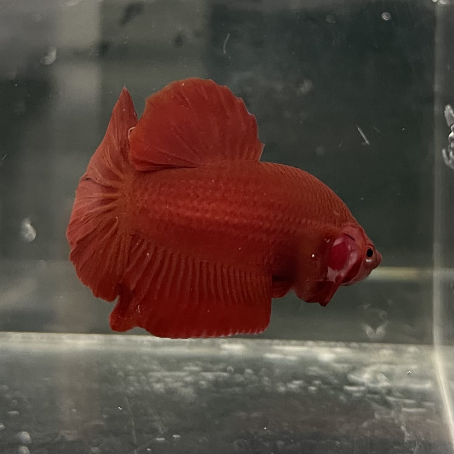 the-fish-farm Premium Male Betta Fancy Plakat Betta Male - One Only - 16 Buy this Premium Male Plakat Betta - One Only The Fish Farm Australia 
