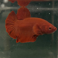 the-fish-farm Premium Male Betta Fancy Plakat Betta Male - One Only - 16 Buy this Premium Male Plakat Betta - One Only The Fish Farm Australia 