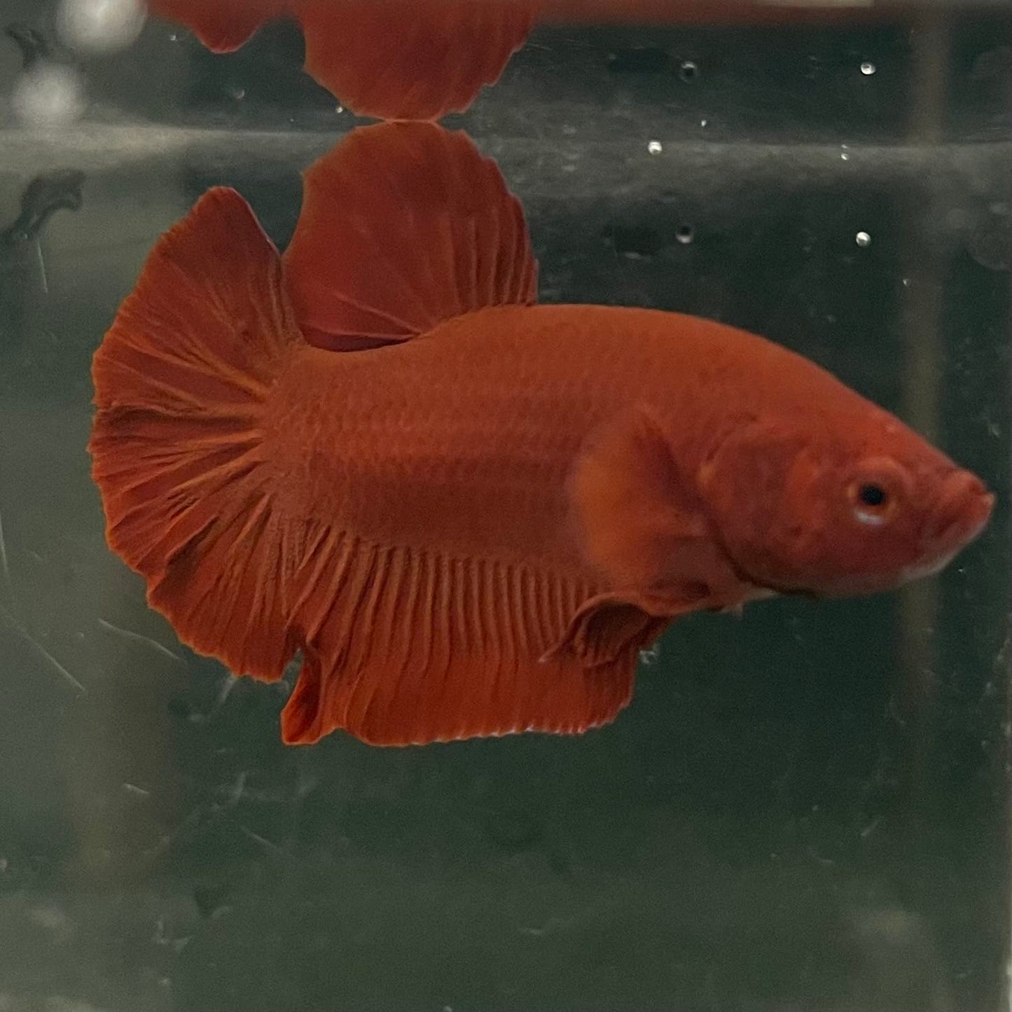 the-fish-farm Premium Male Betta Fancy Plakat Betta Male - One Only - 16 Buy this Premium Male Plakat Betta - One Only The Fish Farm Australia 