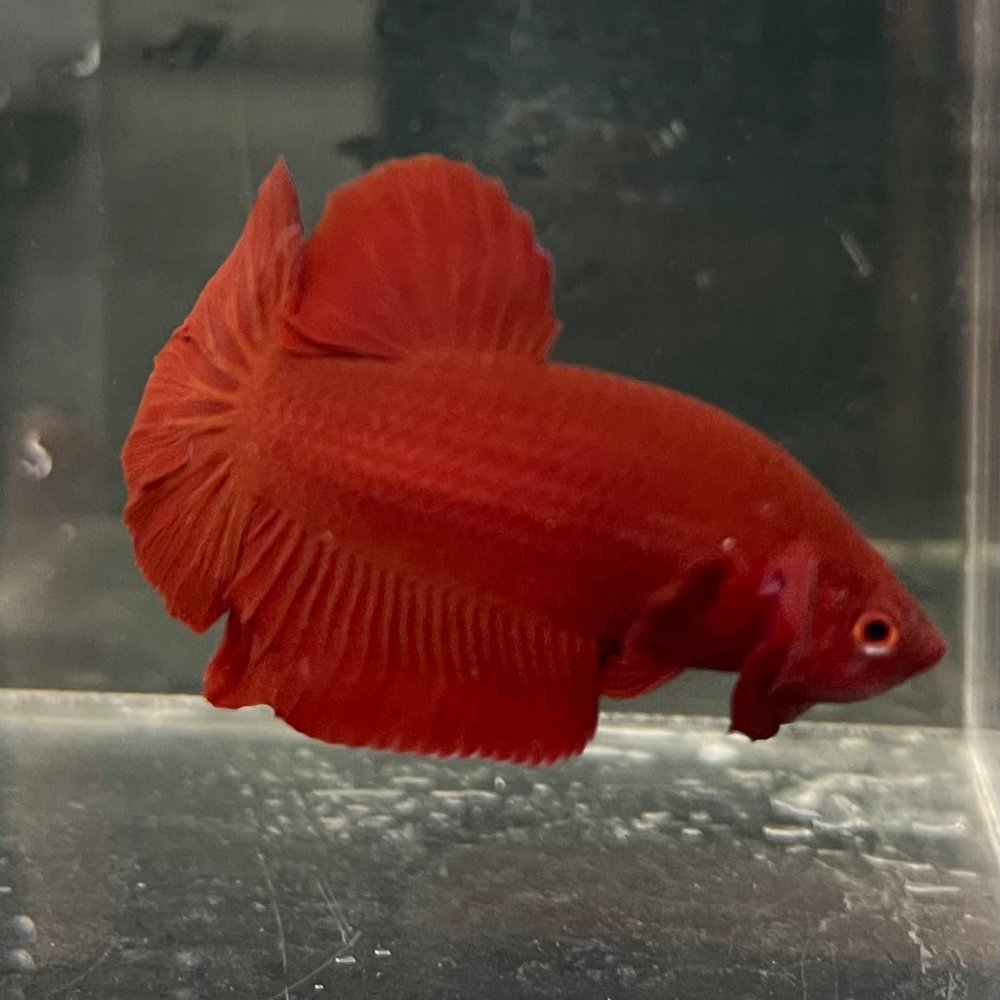 the-fish-farm Premium Male Betta Fancy Plakat Betta Male - One Only - 16 Buy this Premium Male Plakat Betta - One Only The Fish Farm Australia 