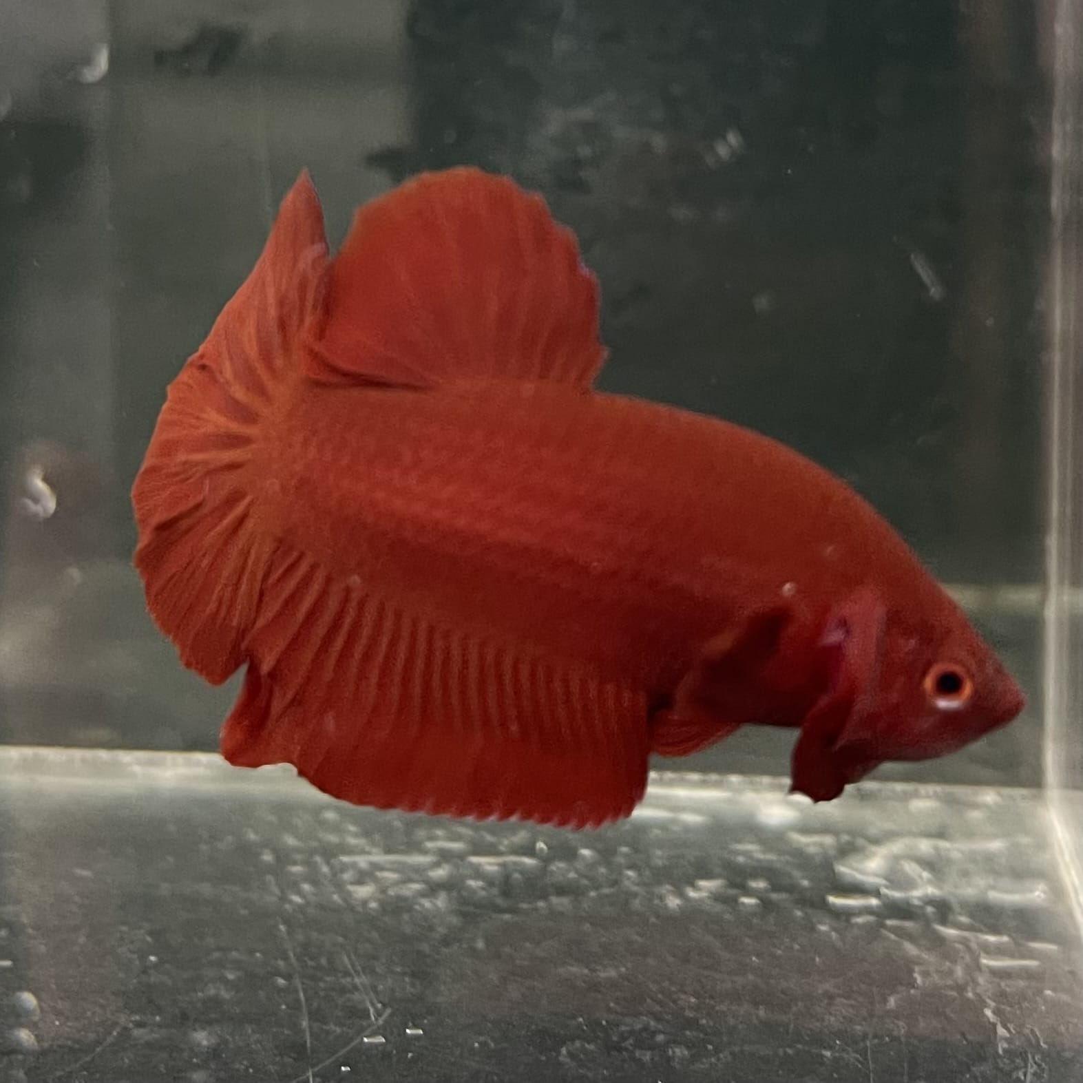the-fish-farm Premium Male Betta Fancy Plakat Betta Male - One Only - 16 Buy this Premium Male Plakat Betta - One Only The Fish Farm Australia 