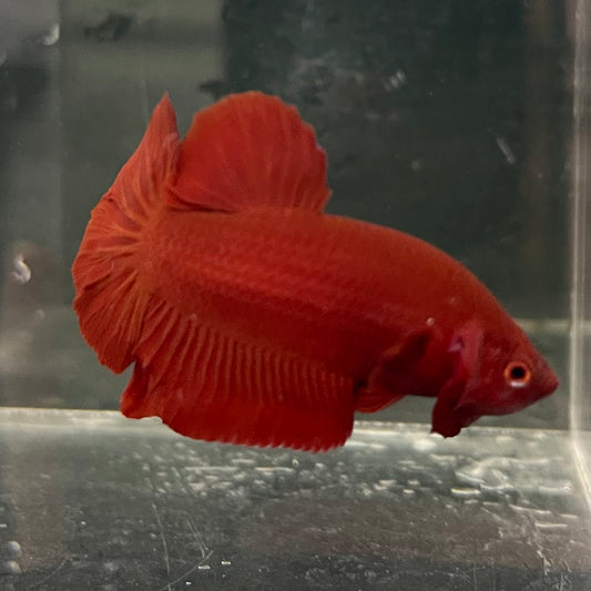 the-fish-farm Premium Male Betta Fancy Plakat Betta Male - One Only - 16 Buy this Premium Male Plakat Betta - One Only The Fish Farm Australia 