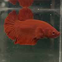 the-fish-farm Premium Male Betta Fancy Plakat Betta Male - One Only - 16 Buy this Premium Male Plakat Betta - One Only The Fish Farm Australia 