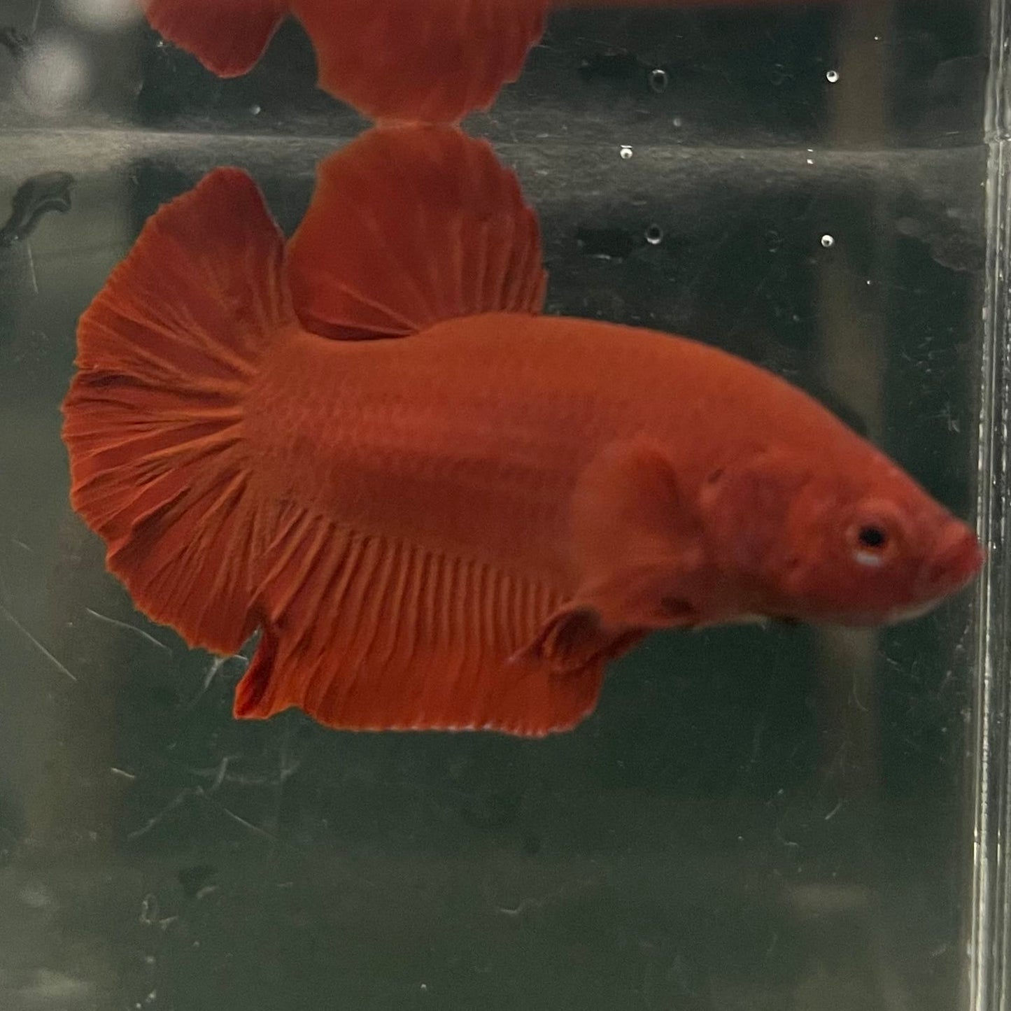 the-fish-farm Premium Male Betta Fancy Plakat Betta Male - One Only - 16 Buy this Premium Male Plakat Betta - One Only The Fish Farm Australia 