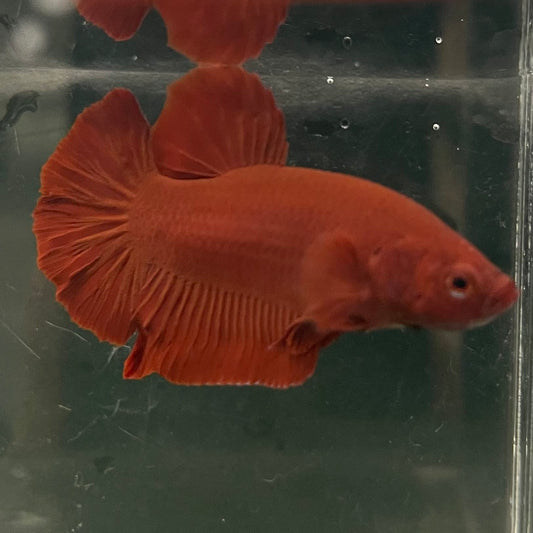 the-fish-farm Premium Male Betta Fancy Plakat Betta Male - One Only - 16 Buy this Premium Male Plakat Betta - One Only The Fish Farm Australia 