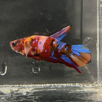 the-fish-farm Premium Male Betta Fancy Plakat Betta Male - One Only - 16 Buy this Premium Male Plakat Betta - One Only The Fish Farm Australia 