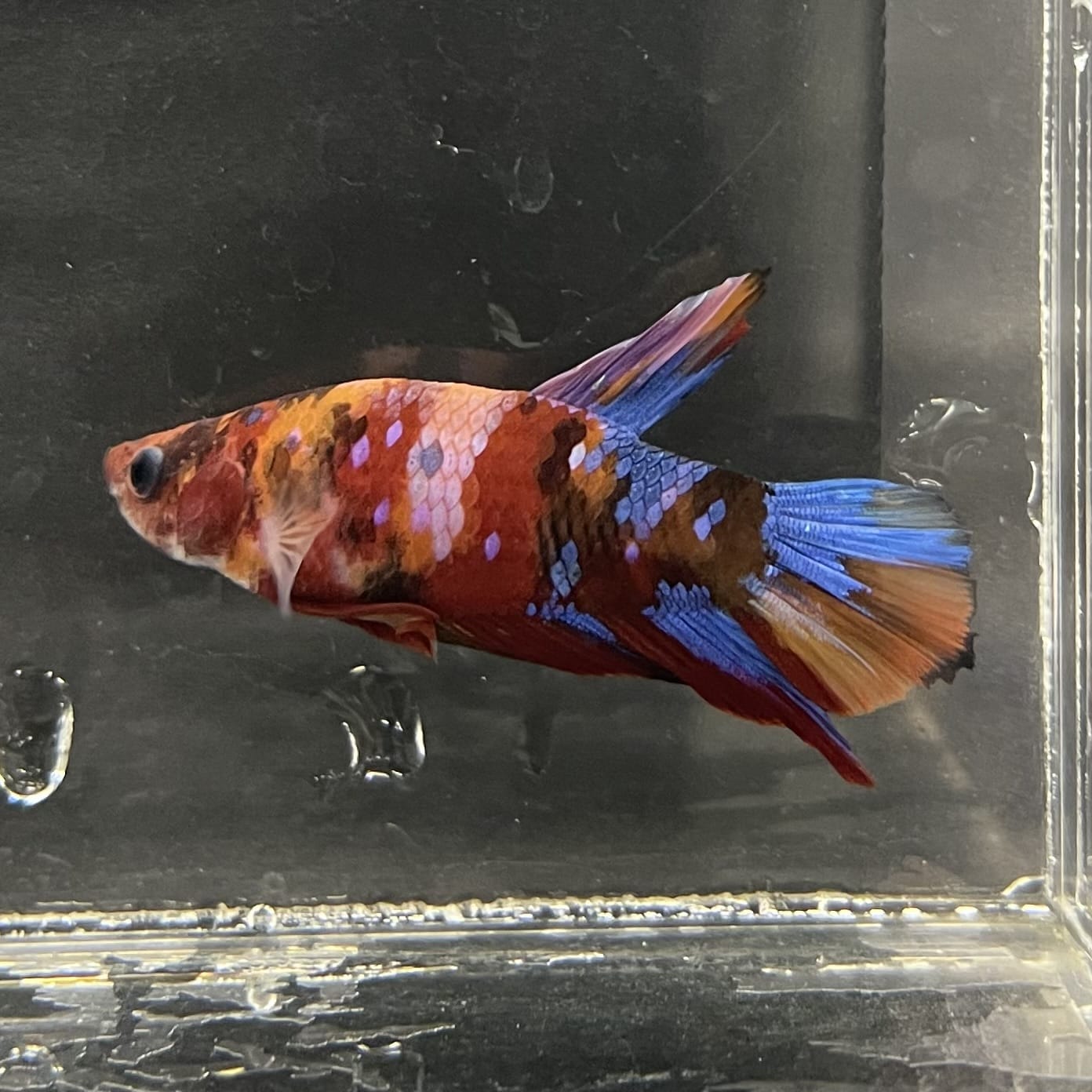 the-fish-farm Premium Male Betta Fancy Plakat Betta Male - One Only - 16 Buy this Premium Male Plakat Betta - One Only The Fish Farm Australia 