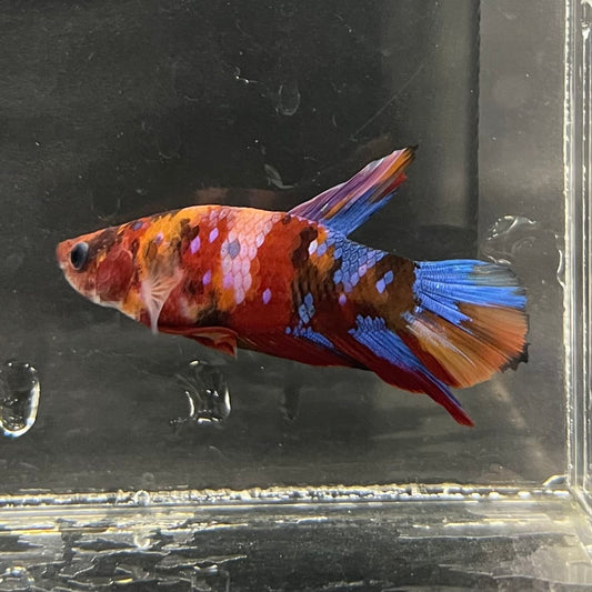 the-fish-farm Premium Male Betta Fancy Plakat Betta Male - One Only - 16 Buy this Premium Male Plakat Betta - One Only The Fish Farm Australia 