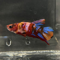 the-fish-farm Premium Male Betta Fancy Plakat Betta Male - One Only - 16 Buy this Premium Male Plakat Betta - One Only The Fish Farm Australia 