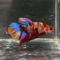 the-fish-farm Premium Male Betta Fancy Plakat Betta Male - One Only - 16 Buy this Premium Male Plakat Betta - One Only The Fish Farm Australia 