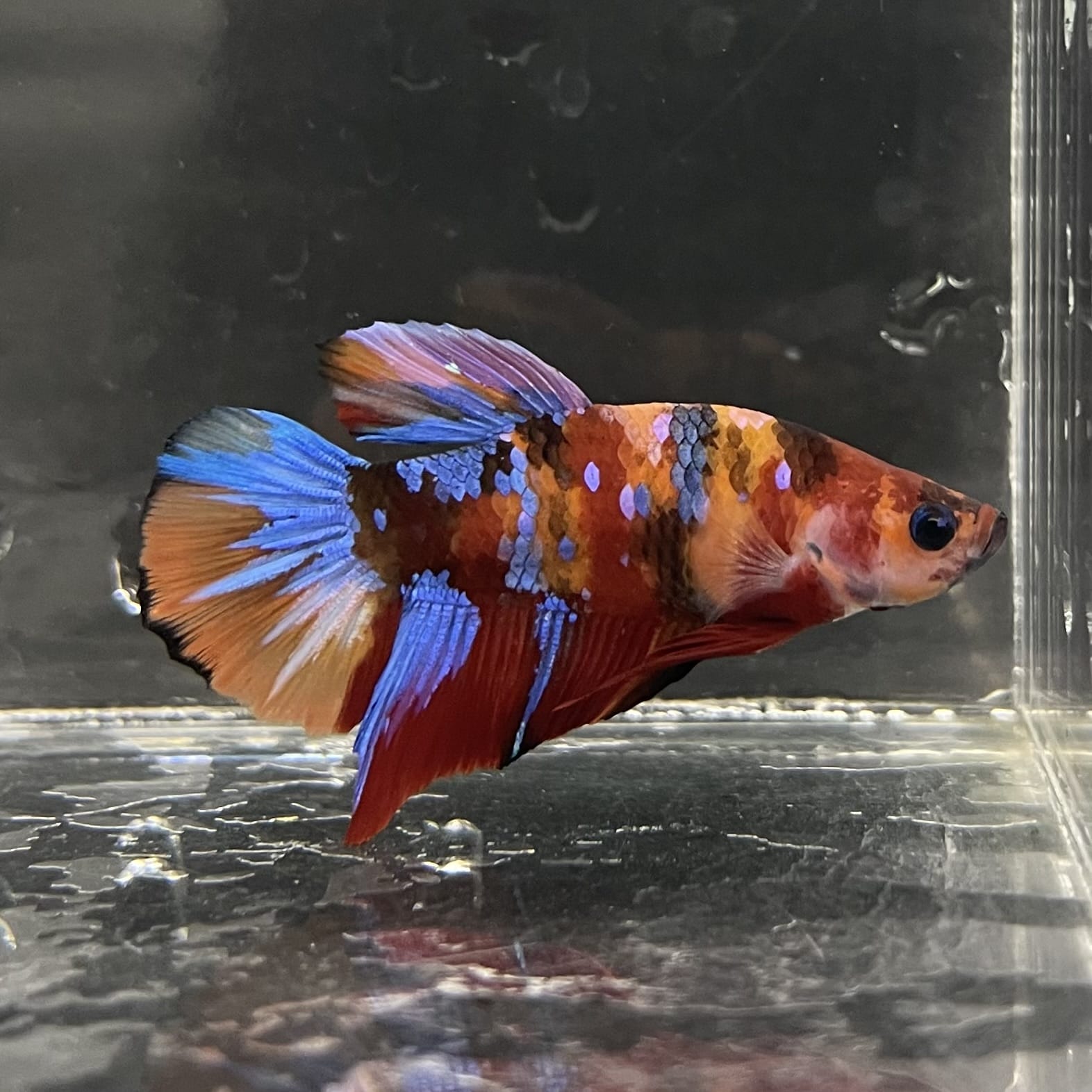the-fish-farm Premium Male Betta Fancy Plakat Betta Male - One Only - 16 Buy this Premium Male Plakat Betta - One Only The Fish Farm Australia 