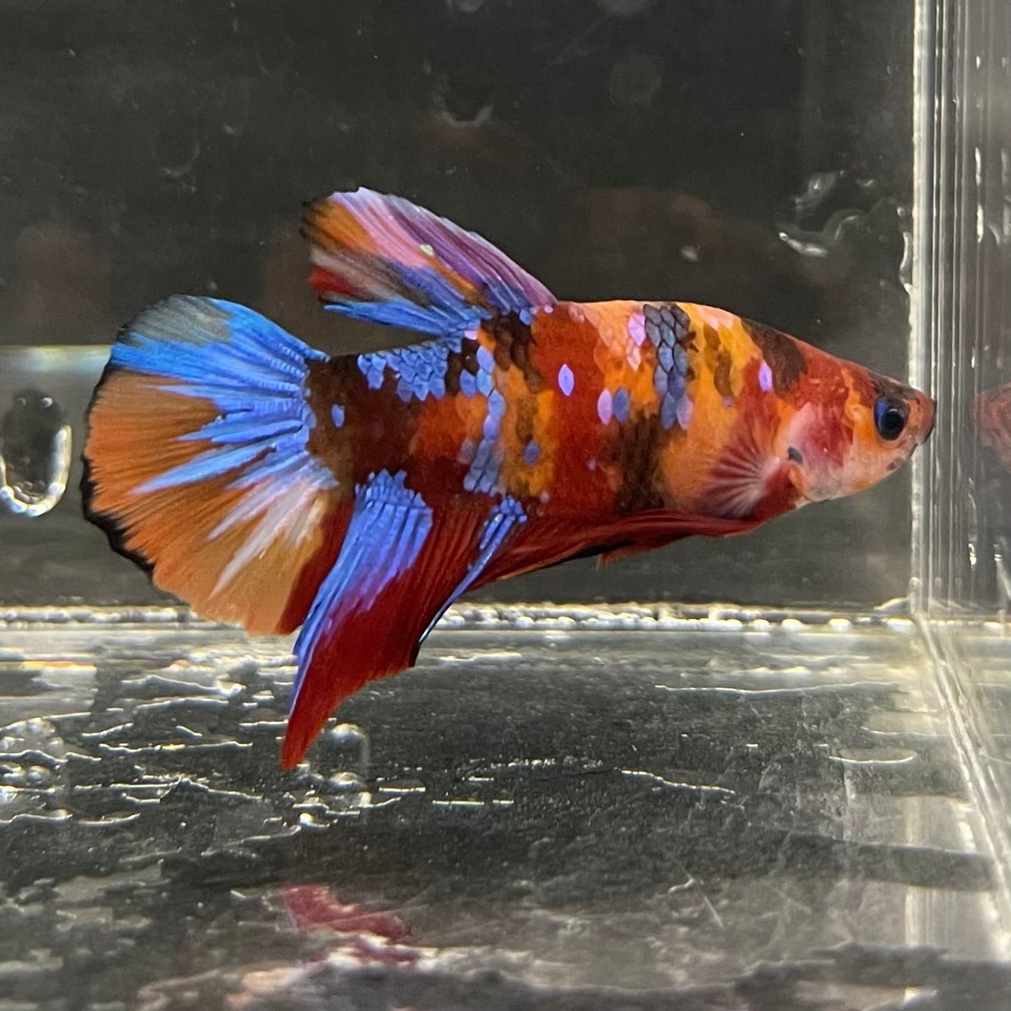 the-fish-farm Premium Male Betta Fancy Plakat Betta Male - One Only - 16 Buy this Premium Male Plakat Betta - One Only The Fish Farm Australia 