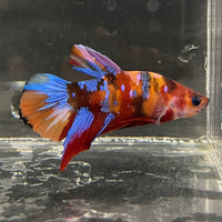 the-fish-farm Premium Male Betta Fancy Plakat Betta Male - One Only - 16 Buy this Premium Male Plakat Betta - One Only The Fish Farm Australia 