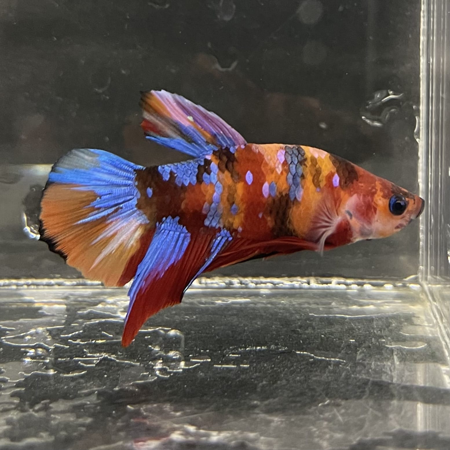 the-fish-farm Premium Male Betta Fancy Plakat Betta Male - One Only - 16 Buy this Premium Male Plakat Betta - One Only The Fish Farm Australia 