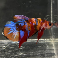 the-fish-farm Premium Male Betta Fancy Plakat Betta Male - One Only - 16 Buy this Premium Male Plakat Betta - One Only The Fish Farm Australia 