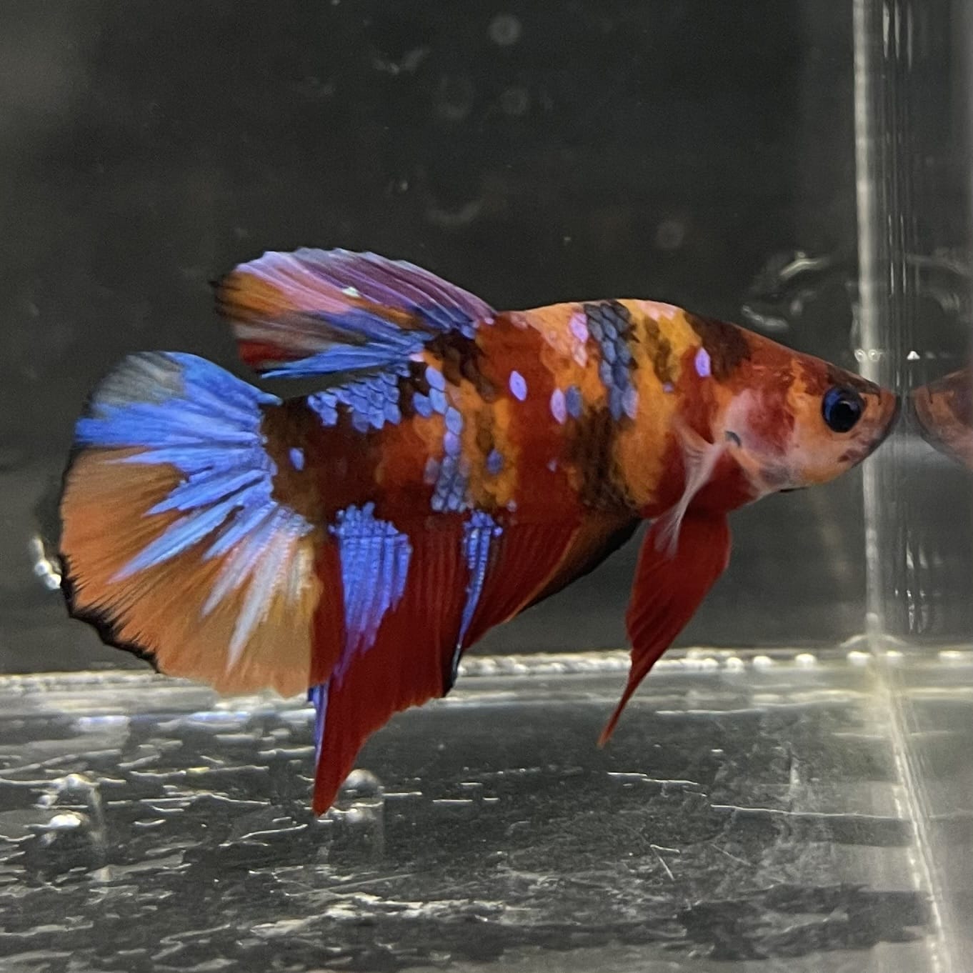 the-fish-farm Premium Male Betta Fancy Plakat Betta Male - One Only - 16 Buy this Premium Male Plakat Betta - One Only The Fish Farm Australia 