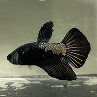 the-fish-farm Premium Male Betta Fancy Plakat Betta Male - One Only - 16 Buy this Premium Male Plakat Betta - One Only The Fish Farm Australia 