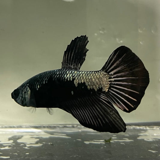 the-fish-farm Premium Male Betta Fancy Plakat Betta Male - One Only - 16 Buy this Premium Male Plakat Betta - One Only The Fish Farm Australia 