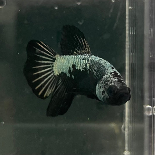 the-fish-farm Premium Male Betta Fancy Plakat Betta Male - One Only - 16 Buy this Premium Male Plakat Betta - One Only The Fish Farm Australia 