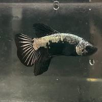 the-fish-farm Premium Male Betta Fancy Plakat Betta Male - One Only - 16 Buy this Premium Male Plakat Betta - One Only The Fish Farm Australia 