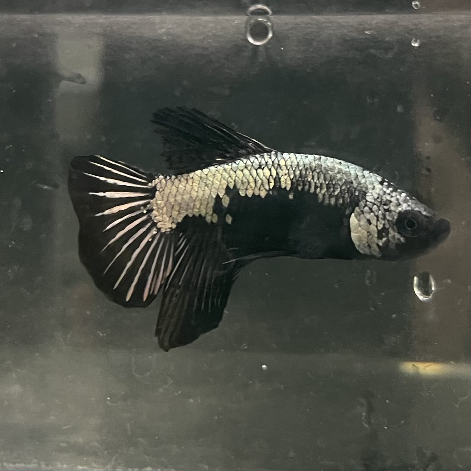 the-fish-farm Premium Male Betta Fancy Plakat Betta Male - One Only - 16 Buy this Premium Male Plakat Betta - One Only The Fish Farm Australia 