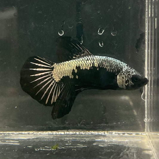 the-fish-farm Premium Male Betta Fancy Plakat Betta Male - One Only - 16 Buy this Premium Male Plakat Betta - One Only The Fish Farm Australia 