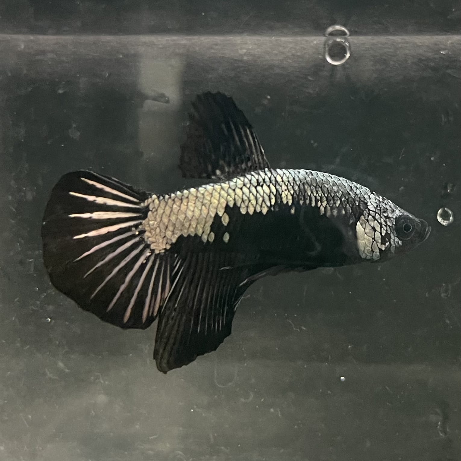 the-fish-farm Premium Male Betta Fancy Plakat Betta Male - One Only - 16 Buy this Premium Male Plakat Betta - One Only The Fish Farm Australia 