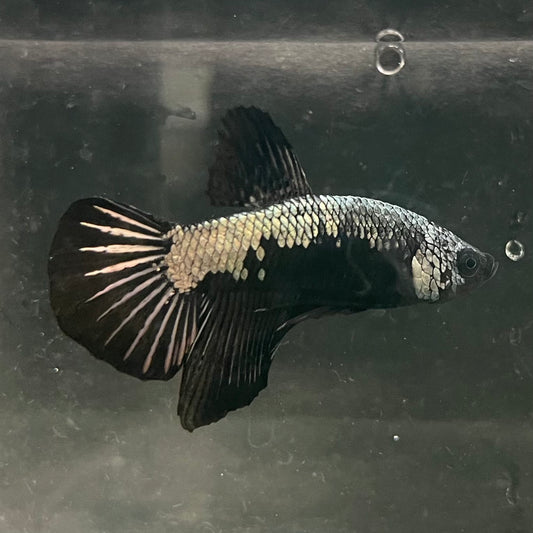 the-fish-farm Premium Male Betta Fancy Plakat Betta Male - One Only - 16 Buy this Premium Male Plakat Betta - One Only The Fish Farm Australia 