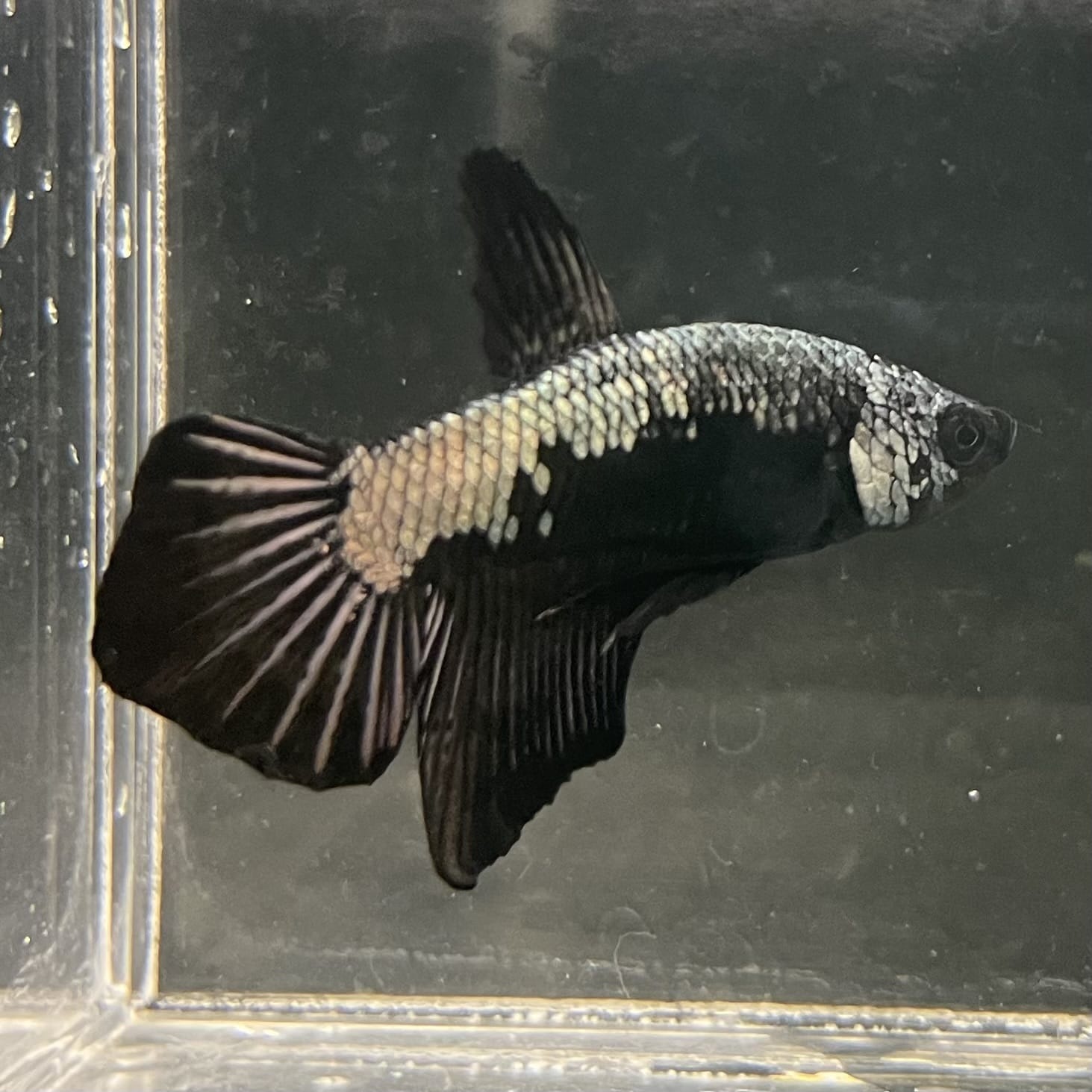 the-fish-farm Premium Male Betta Fancy Plakat Betta Male - One Only - 16 Buy this Premium Male Plakat Betta - One Only The Fish Farm Australia 
