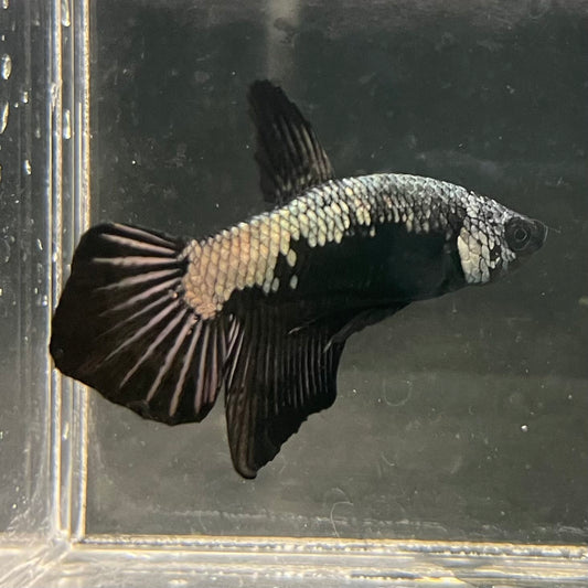 the-fish-farm Premium Male Betta Fancy Plakat Betta Male - One Only - 16 Buy this Premium Male Plakat Betta - One Only The Fish Farm Australia 