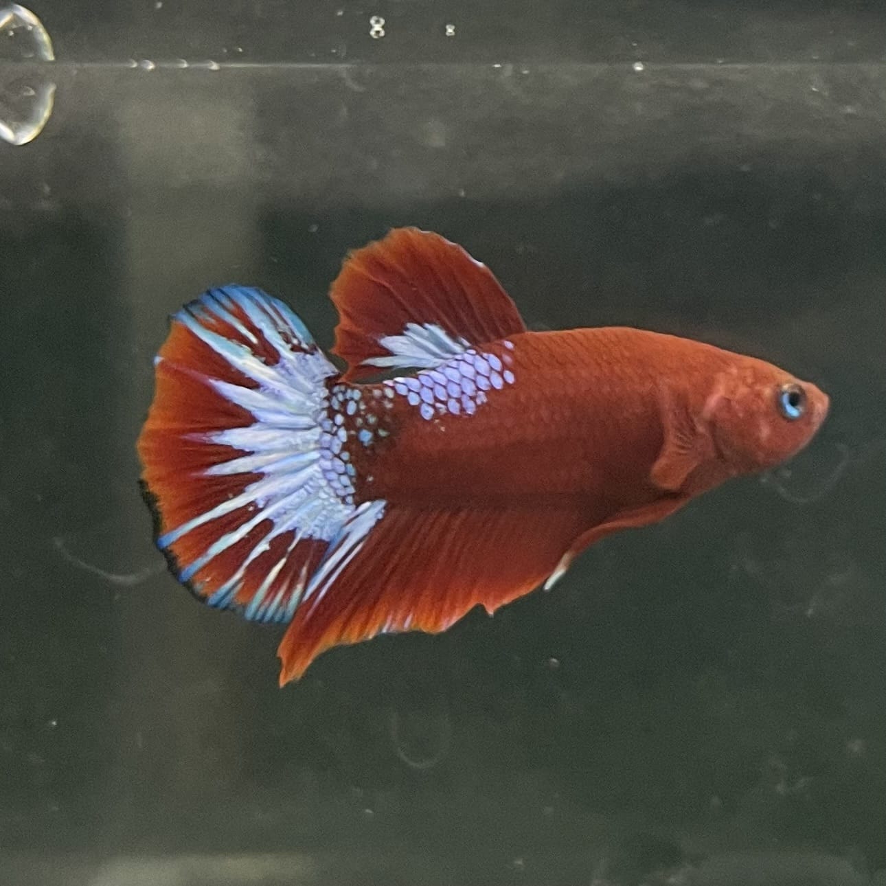 the-fish-farm Premium Male Betta Fancy Plakat Betta Male - One Only - 17 Buy this Premium Male Plakat Betta - One Only The Fish Farm Australia 