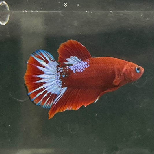 the-fish-farm Premium Male Betta Fancy Plakat Betta Male - One Only - 17 Buy this Premium Male Plakat Betta - One Only The Fish Farm Australia 