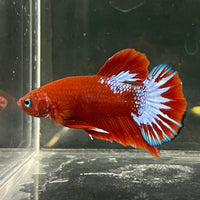 the-fish-farm Premium Male Betta Fancy Plakat Betta Male - One Only - 17 Buy this Premium Male Plakat Betta - One Only The Fish Farm Australia 