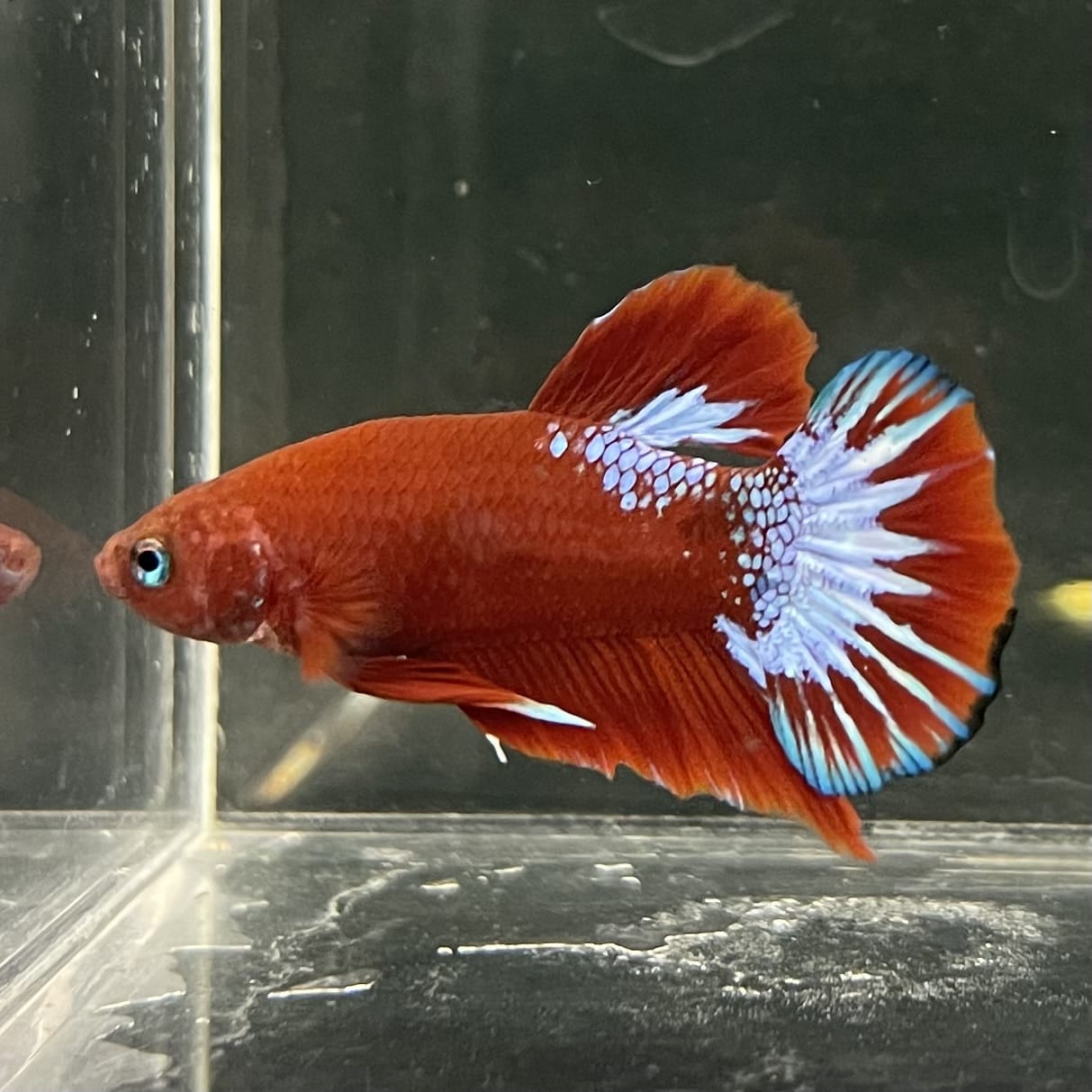 the-fish-farm Premium Male Betta Fancy Plakat Betta Male - One Only - 17 Buy this Premium Male Plakat Betta - One Only The Fish Farm Australia 