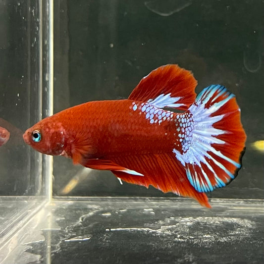 the-fish-farm Premium Male Betta Fancy Plakat Betta Male - One Only - 17 Buy this Premium Male Plakat Betta - One Only The Fish Farm Australia 