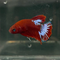 the-fish-farm Premium Male Betta Fancy Plakat Betta Male - One Only - 17 Buy this Premium Male Plakat Betta - One Only The Fish Farm Australia 