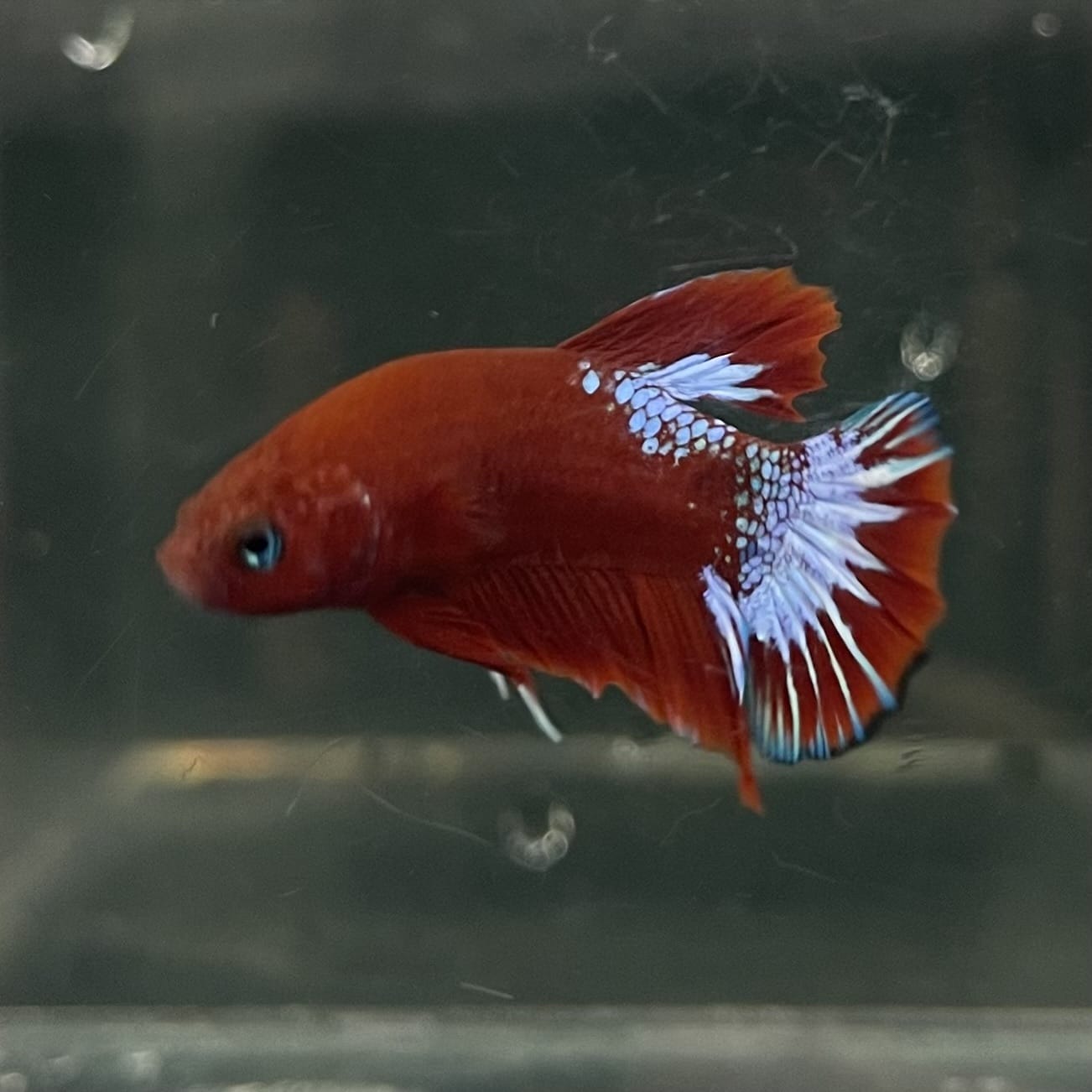 the-fish-farm Premium Male Betta Fancy Plakat Betta Male - One Only - 17 Buy this Premium Male Plakat Betta - One Only The Fish Farm Australia 