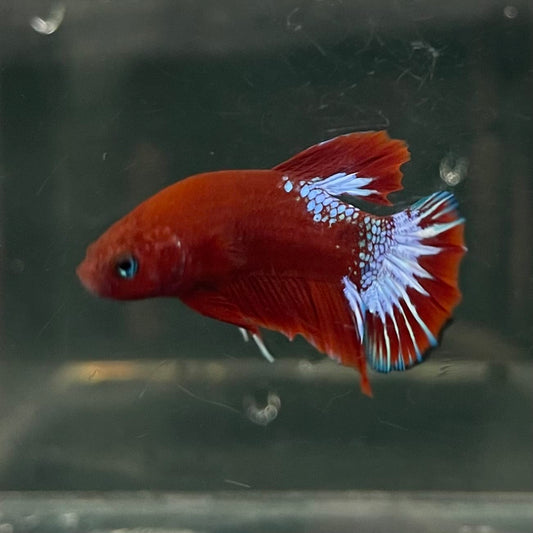 the-fish-farm Premium Male Betta Fancy Plakat Betta Male - One Only - 17 Buy this Premium Male Plakat Betta - One Only The Fish Farm Australia 