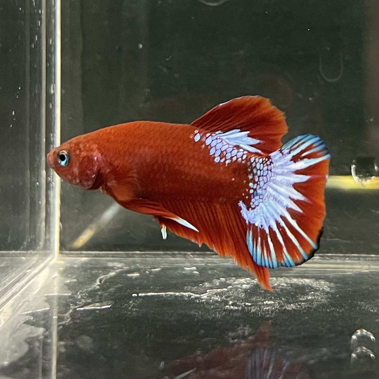 the-fish-farm Premium Male Betta Fancy Plakat Betta Male - One Only - 17 Buy this Premium Male Plakat Betta - One Only The Fish Farm Australia 