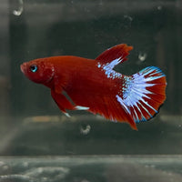 the-fish-farm Premium Male Betta Fancy Plakat Betta Male - One Only - 17 Buy this Premium Male Plakat Betta - One Only The Fish Farm Australia 