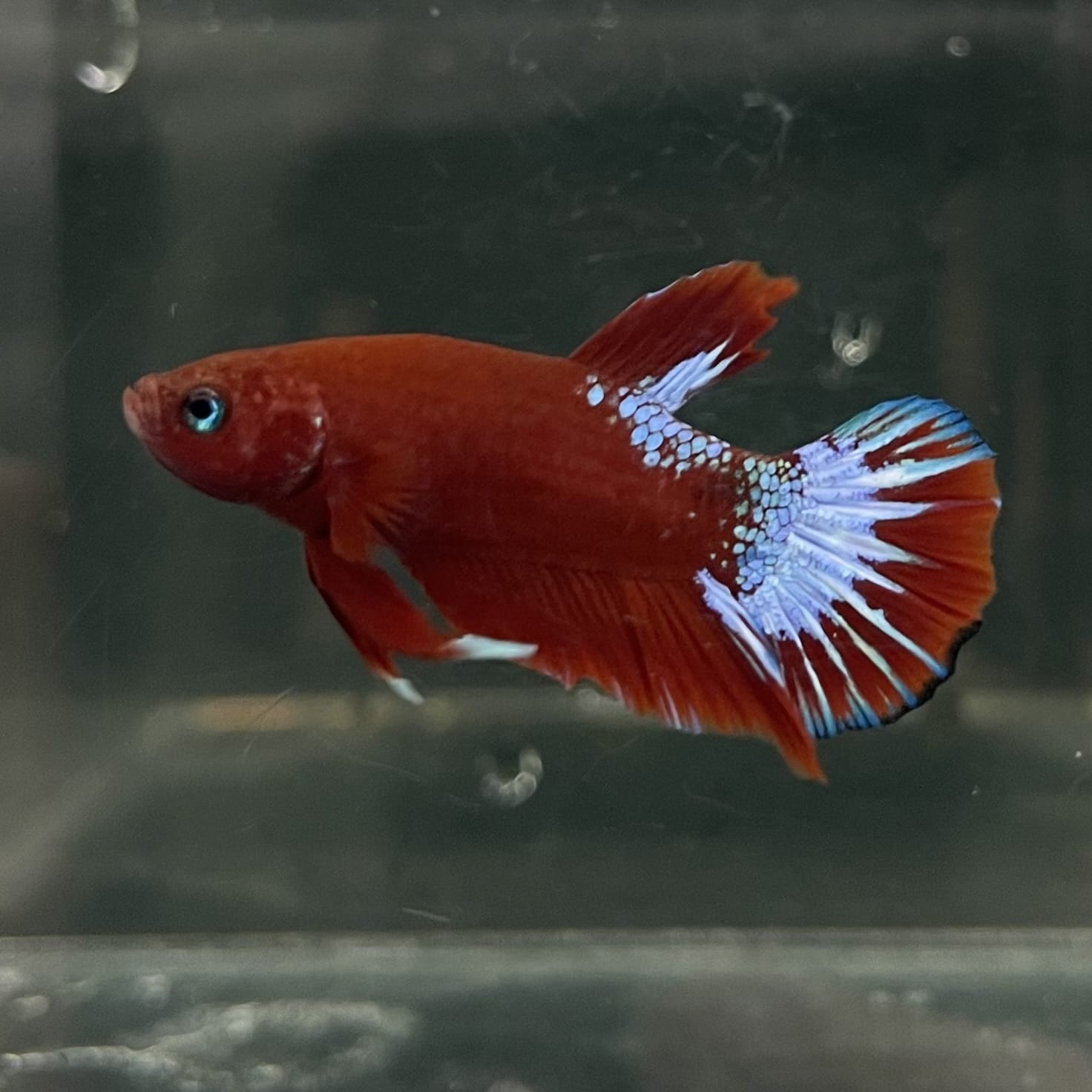 the-fish-farm Premium Male Betta Fancy Plakat Betta Male - One Only - 17 Buy this Premium Male Plakat Betta - One Only The Fish Farm Australia 