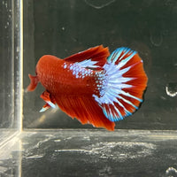 the-fish-farm Premium Male Betta Fancy Plakat Betta Male - One Only - 17 Buy this Premium Male Plakat Betta - One Only The Fish Farm Australia 